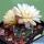 Gymnocalycium uebelmannianum CH1131 Pampa de la Viuda, La Rioja, Argentina