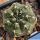 Gymnocalycium uebelmannianum CH1131 Pampa de la Viuda, La Rioja, Argentina