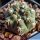 Gymnocalycium uebelmannianum CH1131 Pampa de la Viuda, La Rioja, Argentina