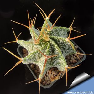 Astrophytum ornatum v. mirbelii L712 Vista Hermosa, Queretaro, Mexico 1300-1800m