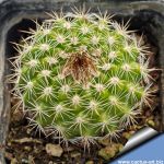 Parodia comarapana KAS778.1