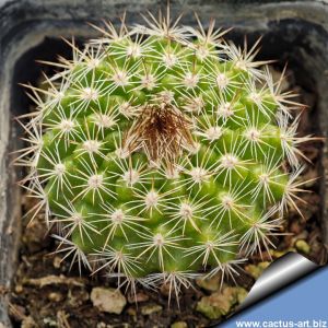 Parodia comarapana KAS778.1
