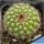 Parodia comarapana KAS778.1