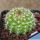 Parodia comarapana KAS778.1