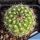 Parodia comarapana KAS778.1
