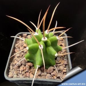 Echinocereus triglochidiatus TO331 Torrance Co, New Mexixo, USA