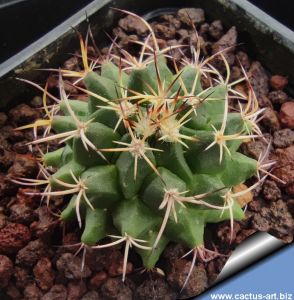 Mammillaria mystax JR, Esperanza, Puebla, Mexico