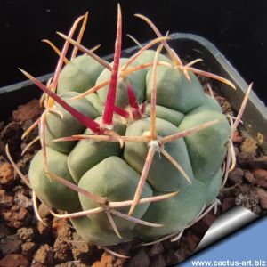 Thelocactus hexaedrophorus v. major ZRI227/08