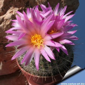 Thelocactus macdowellii RS363 Arteaga Canyon, Coahuila, Mexico