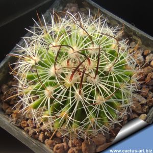 Echinofossulocatus zacatecasensis Telocotes, Municipio de Benito Juárez, Zacatecas, Mexico