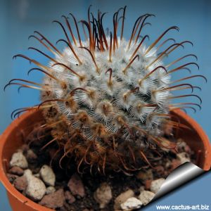 Mammillaria perezdelarosae Cienega de Mata, Jalisco, Mexico