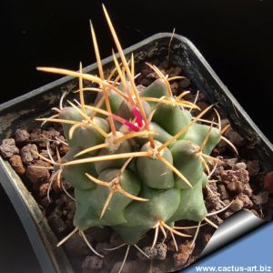 Thelocactus buekii MZ1443 La Ascension km 135, Nuevo Leon, Mexico