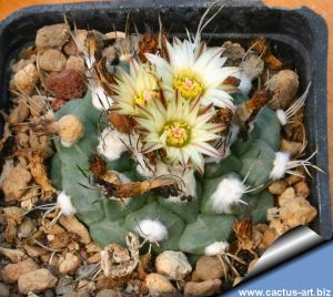 Turbinicarpus swobodae VM336 Rayones, Nuevo Leon, Mexico