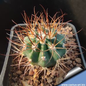 Melocactus azureus MZ1643 Bahia, Brazil