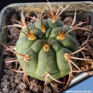 Gymnocalycium carminanthum Sierra Ambato, Catamarca, Argentina