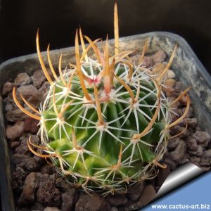 Echinofossulocactus dichroacanthus NAGL85.008