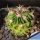 Echinofossulocactus dichroacanthus NAGL85.008