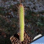 Echinocereus sp. (Wilcoxia sp.)