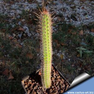 Echinocereus sp. (Wilcoxia sp.)