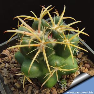 Coryphantha andreae