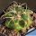Coryphantha andreae