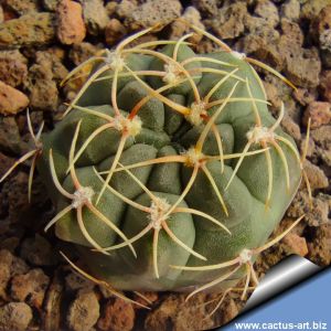 Gymnocalycium baldianum Las Juntas, Catamarca, Argentina