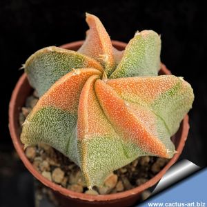 Astrophytum hybrid MY-OR (A. myriostigma X A. ornatum) f. variegata