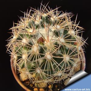 Coryphantha miladae VZD060 (nomen provisorium) Rancho Australia, Coahuila, Mexico