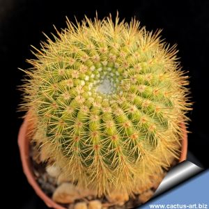 Notocactus scopa "aurata"