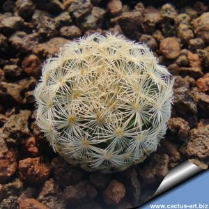 Mammillaria stella-de-tacubaya SB32 Santa Rita, Calabazal, Zacatecas, Mexico