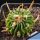Echinofossulocactus pentacanthus Tula, Tamaulipas, Mexico (Echinofossulocactus tulensis)