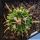 Echinofossulocactus pentacanthus Tula, Tamaulipas, Mexico (Echinofossulocactus tulensis)
