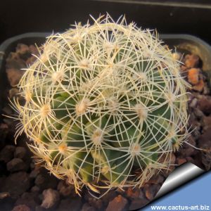 Gymnocactus knuthianus RS265, Guadalcazar, San Luis Potosi, Mexico (syn: Turbinicarpus knuthianus)