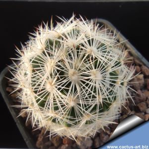 Escobaria vivipara v. radiosa SB401 Crockett County, Texas, USA