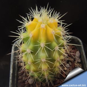 Echinocereus triglochidiatus v. gonacanthus f. variegata