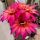 Trichopsis (Trichocereus x Echinopsis hybrid) cv. FEUERRAD