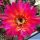 Trichopsis (Trichocereus x Echinopsis hybrid) cv. FEUERRAD