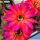 Trichopsis (Trichocereus x Echinopsis hybrid) cv. FEUERRAD