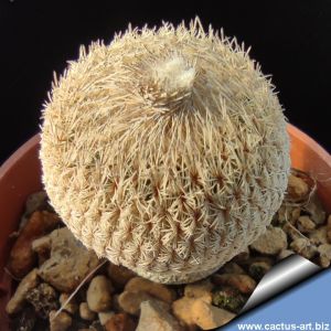 Epithelantha micromeris v. polycephala