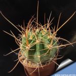 Lobivia hybrid longispina x ferox