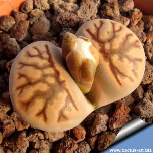 Lithops julii ssp. fulleri cv. KIKUKASEKI ex Shimada Japan