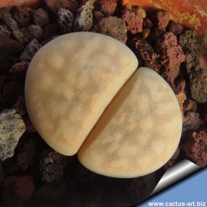 Lithops karasmontana v. aiaisensis C224 Type locality, 110km West of Karasburg, Namibia