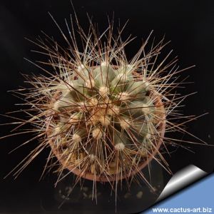 Copiapoa krainziana v. brunispina