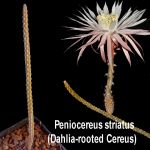 Peniocereus striatus (Dahlia-rooted Cereus)