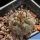 Gymnocalycium striglianum Zanjitas, San Luis, Argentina