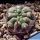 Gymnocalycium striglianum Zanjitas, San Luis, Argentina