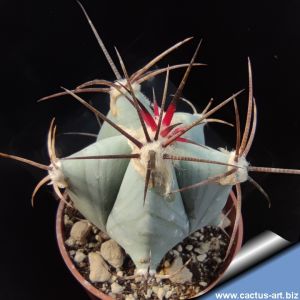 Echinocactus ingens South of Zimapan, Hidalgo, Mexico