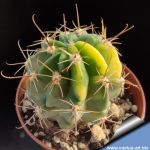 Lobivia jajoiana f. variegata