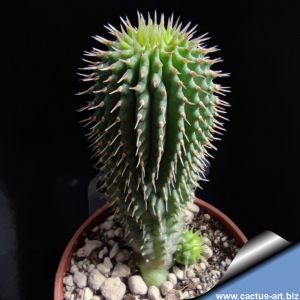 Trichocaulon flavum (Hoodia flava)