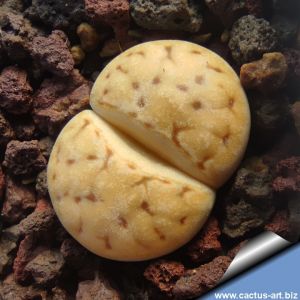 Lithops karasmontana  v. aiaisensis cv. ORANGE ICE (MG1625.43)